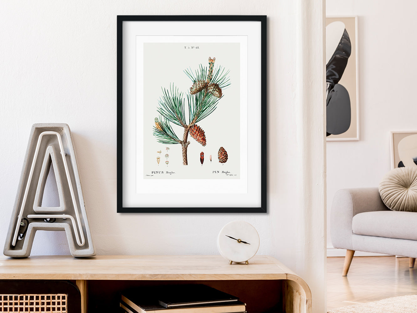 DRUCK ›Tannenzapfen 01‹ / Wanddeko, Art Print, Vintage Illustrationen, Immergrüne Tannenzapfen, Botanische Pflanzen, Winter, Kiefer