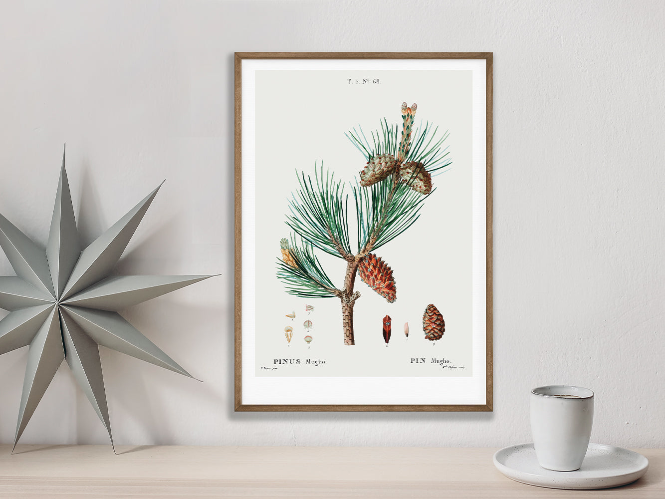 DRUCK ›Tannenzapfen 01‹ / Wanddeko, Art Print, Vintage Illustrationen, Immergrüne Tannenzapfen, Botanische Pflanzen, Winter, Kiefer