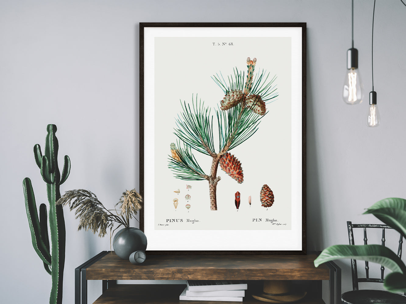 DRUCK ›Tannenzapfen 01‹ / Wanddeko, Art Print, Vintage Illustrationen, Immergrüne Tannenzapfen, Botanische Pflanzen, Winter, Kiefer