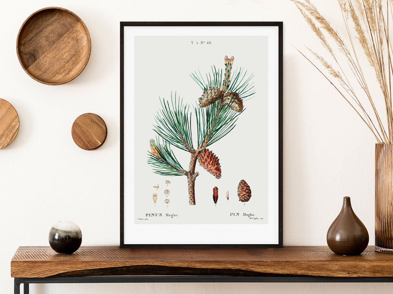 DRUCK ›Tannenzapfen 01‹ / Wanddeko, Art Print, Vintage Illustrationen, Immergrüne Tannenzapfen, Botanische Pflanzen, Winter, Kiefer