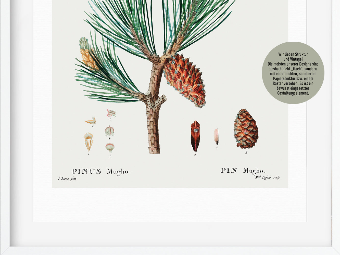 DRUCK ›Tannenzapfen 01‹ / Wanddeko, Art Print, Vintage Illustrationen, Immergrüne Tannenzapfen, Botanische Pflanzen, Winter, Kiefer
