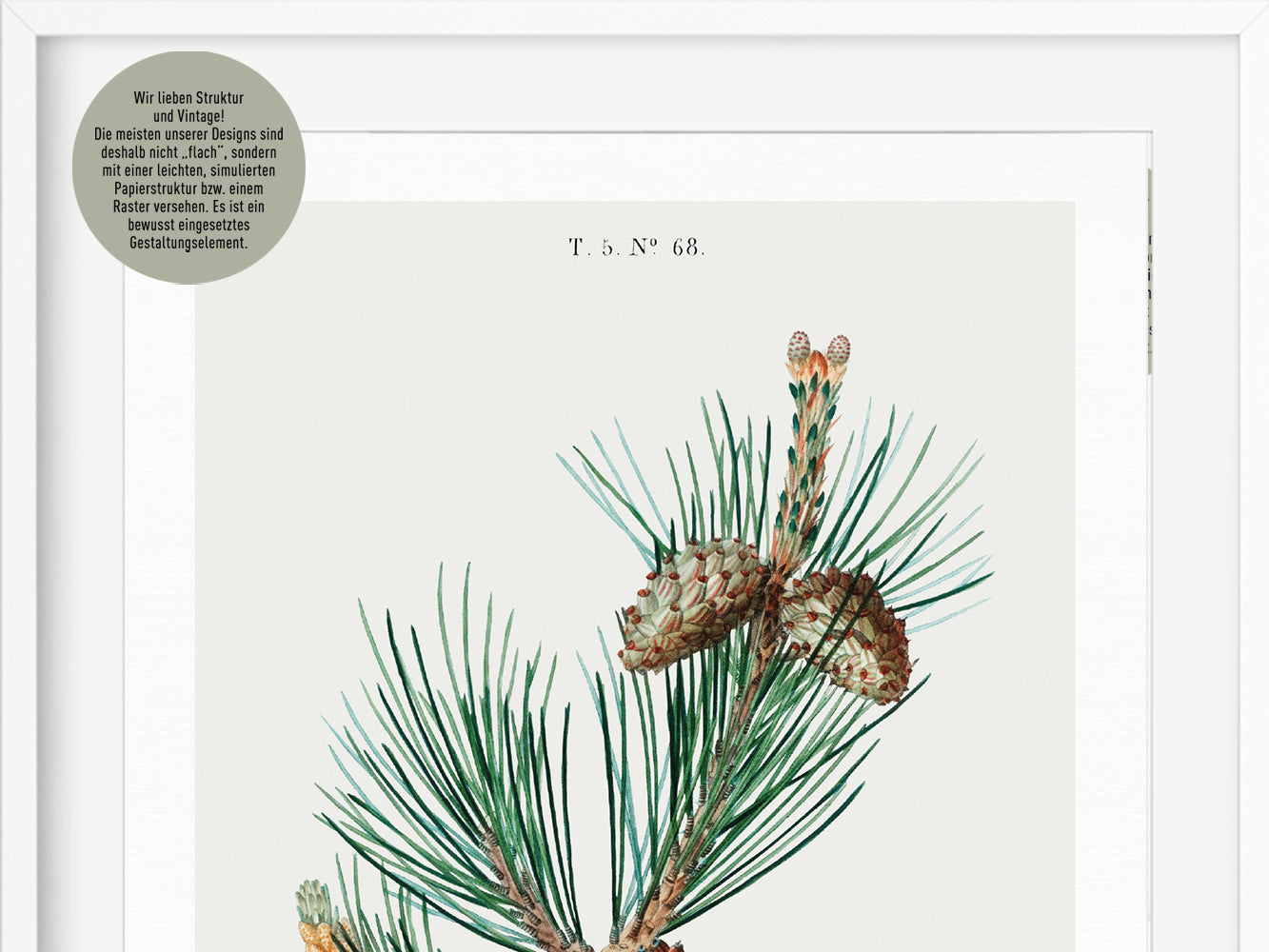 DRUCK ›Tannenzapfen 01‹ / Wanddeko, Art Print, Vintage Illustrationen, Immergrüne Tannenzapfen, Botanische Pflanzen, Winter, Kiefer