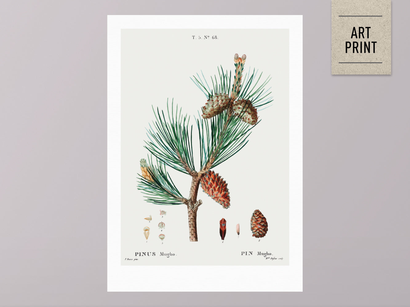 DRUCK ›Tannenzapfen 01‹ / Wanddeko, Art Print, Vintage Illustrationen, Immergrüne Tannenzapfen, Botanische Pflanzen, Winter, Kiefer