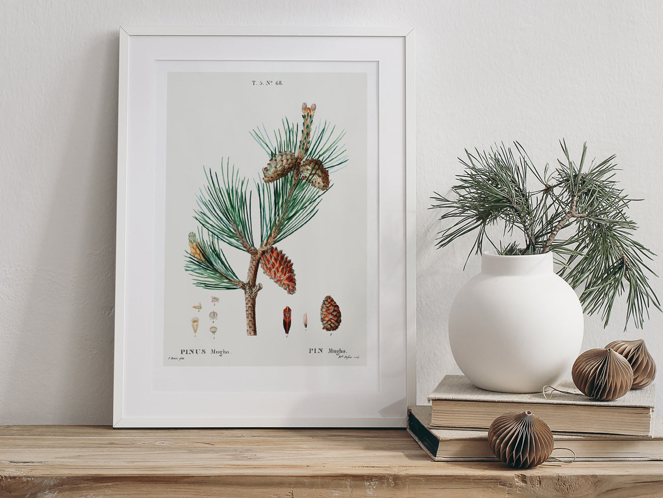 DRUCK ›Tannenzapfen 01‹ / Wanddeko, Art Print, Vintage Illustrationen, Immergrüne Tannenzapfen, Botanische Pflanzen, Winter, Kiefer